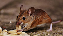 24 Hour & Emergency Exterminators in Sheridan, PA